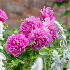 PRINCESS ANNE