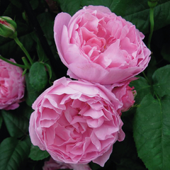 Mary Rose - comprar online