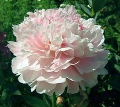 Rizoma Peonías Shirley Temple - Las Rosas de Elisa