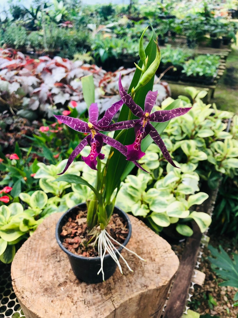 Orquídea Miltassia roxa