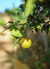 Óleo Essencial de Limão Cravo 5ml - comprar online