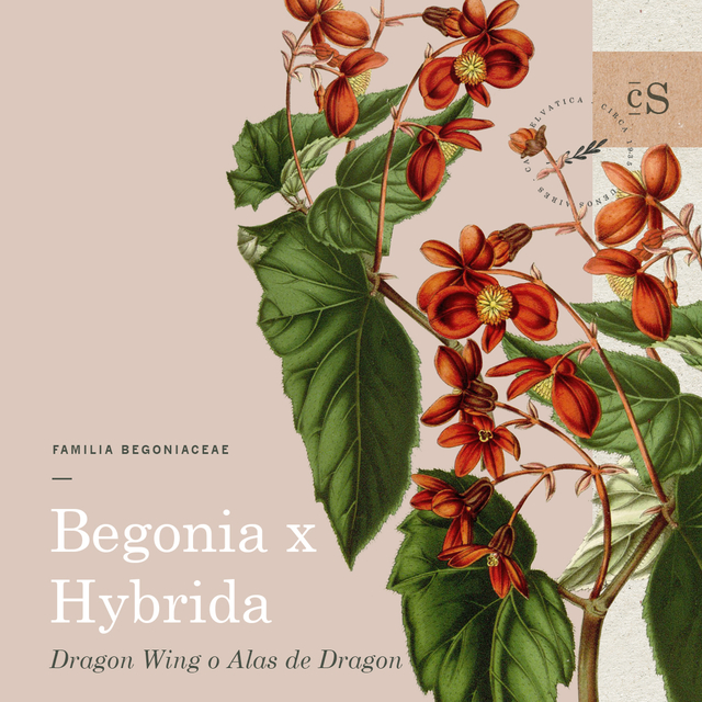 Begonia Red Dragon - Comprar en Casa Selvática
