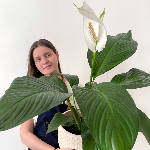 Spathy Spathiphyllum sensación - Comprar en Casa Selvática