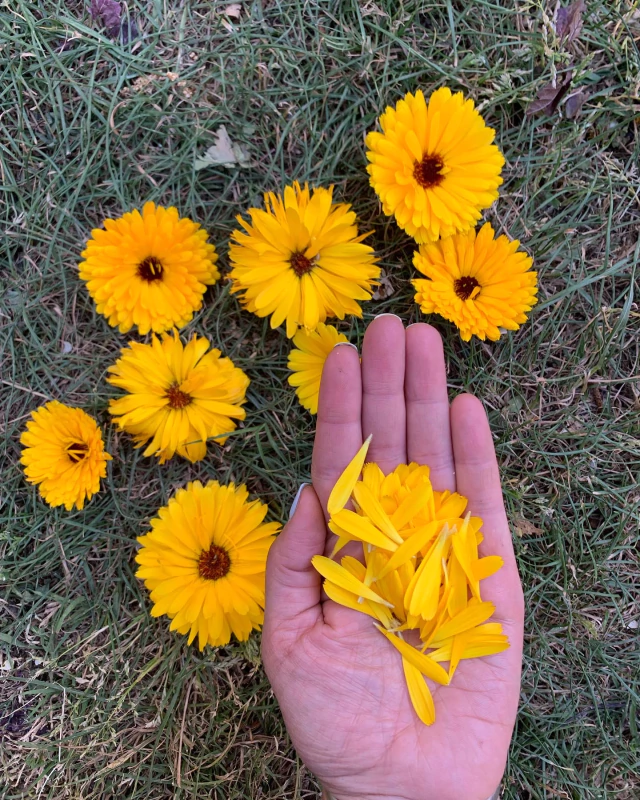 Semillas de Caléndula Officinalis - Siembra Feliz