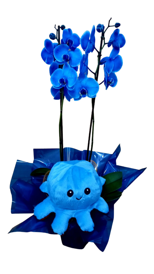 Orquídea azul e polvo - Guaru Flores Loja On Line
