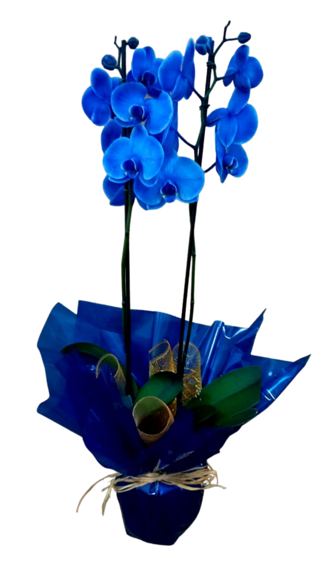 Orquídea Azul - Comprar em Guaru Flores Loja On Line