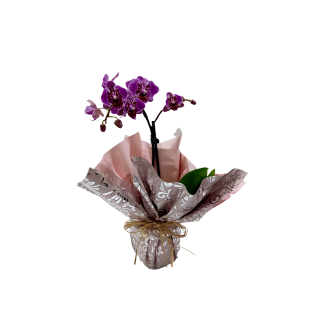 Mini orquídea roxa - Guaru Flores Loja On Line