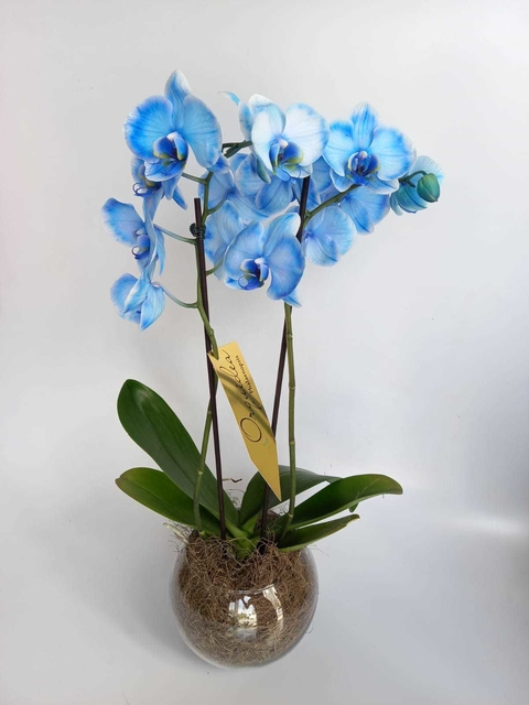 Orquídea Azul - Comprar em Guaru Flores Loja On Line