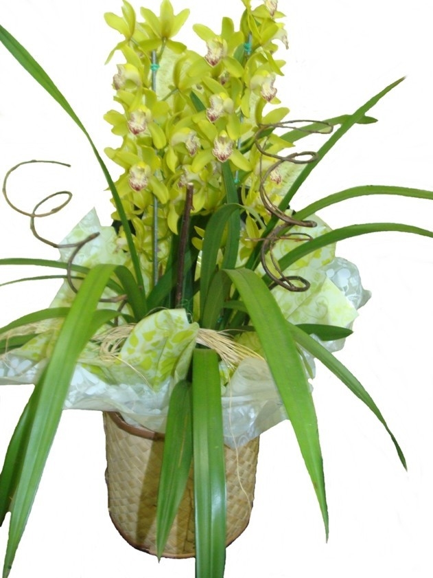Orquídea cymbidium verde - Guaru Flores Loja On Line