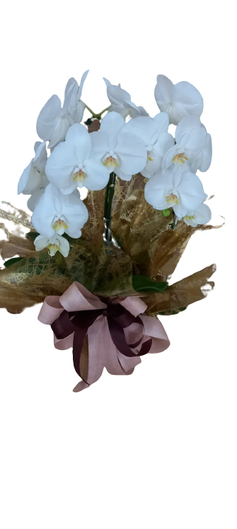 Coquetel de Orquídea Branca