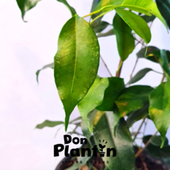 Ficus Benjamina - Don Plantin
