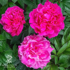 Plantas de Peonias