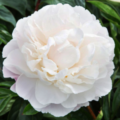 Peonia gardenia