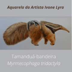 Camiseta Tamanduá Bandeira - Ivone Lyra na internet