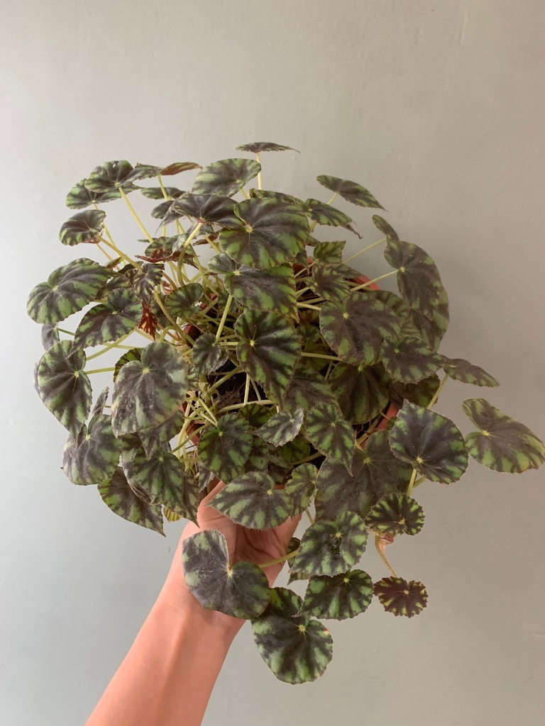 BEGONIA BOWERAE - Tiger - Comprar en Vivero roots