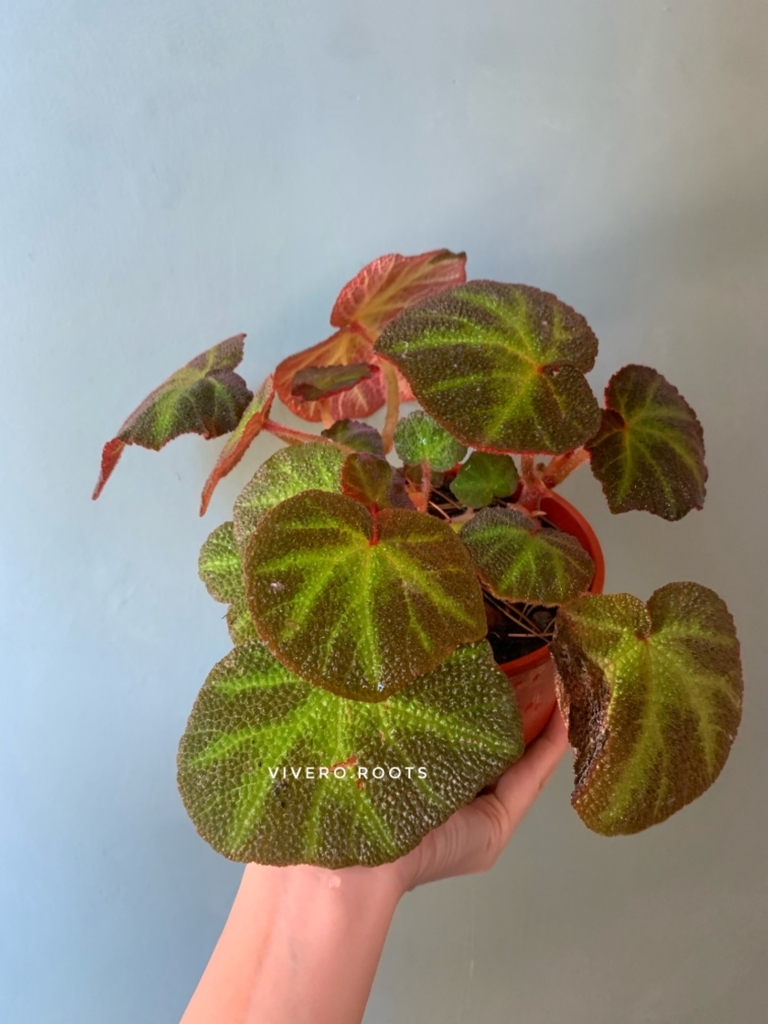 BEGONIA BRASIL - Comprar en Vivero roots