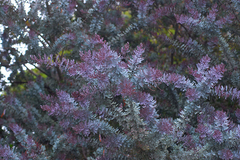 Acacia Baileyana Rubra, Hermosa Planta Ornamental en internet