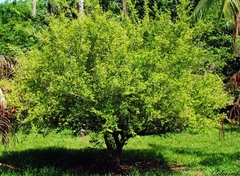 Planta De Acerola - Cereza De Jamaica - comprar online