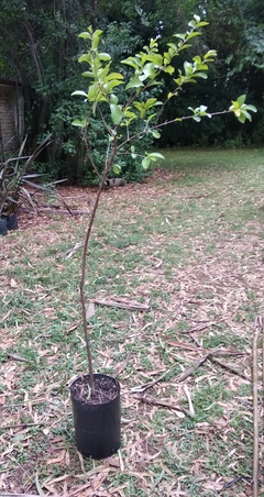 Planta De Acerola - Cereza De Jamaica en internet