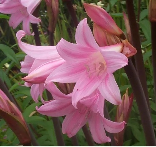 Amaryllis belladona - Azucena rosa