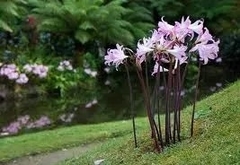 Amaryllis belladona - Azucena rosa