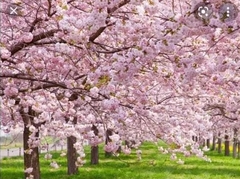Cerezo Sakura (Prunus serrulata), de flor rosada Cerezo Sakura (Prunus serrulata), de flor rosada