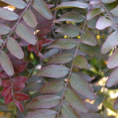 Acacia Negra Morada - Gleditsia Triacanthus Ruby Lace
