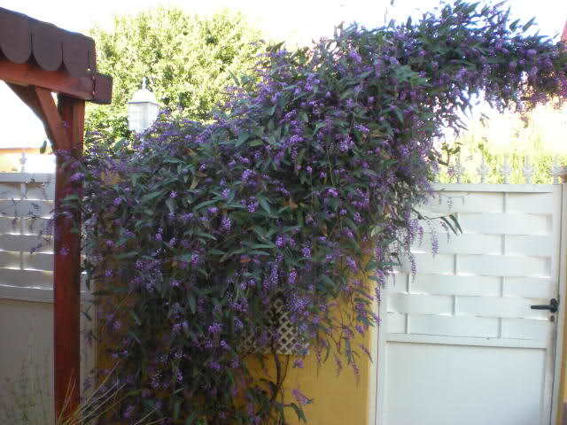 Handerbergia - trepadora de flor violeta