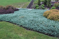 Pino Rastrero Azul - Juniperus Horizontalis Blue Chip