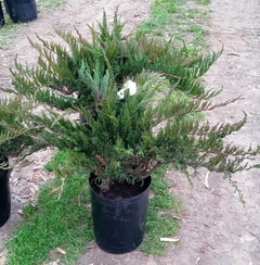 Juniperus sabina - pino rastrero - Vivero Las Magnolias