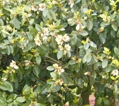 Magnolia fuscata - muy perfumada - comprar online