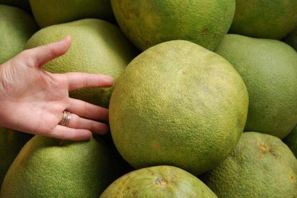 Pomelo chino (gigante) Pamplemusa