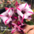Muda Rosa do Deserto de enxerto com flor dobrada - SHYMPHONY LOVER BP 750