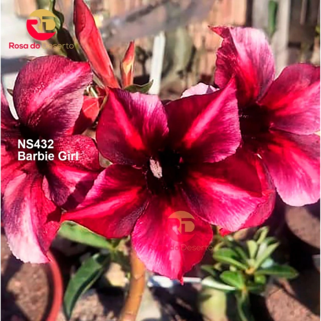Muda Rosa do Deserto de enxerto com flor simples - BARBIE GIRL