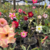 Imagem do Kit com 50 mudas de Rosa do Deserto de sementes - Flores simples, dobradas e triplas. Cores variadas