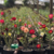 Kit com 50 mudas de Rosa do Deserto de sementes - Flores simples, dobradas e triplas. Cores variadas - RD Garden Center | Rosas do Deserto e Flor do Deserto