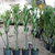 Adenium Somalense Anaconda ORIGINAL - Kit com 5 sementes - Pn Farm - RD Garden Center | Rosas do Deserto e Flor do Deserto