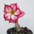 Muda Rosa do Deserto de semente com flor dobrada na cor Matizada - comprar online