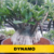 Sementes Raras - Dynamo - Kit com 2 sementes