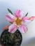 Muda Rosa do Deserto de semente com flor simples na cor matizada