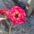 Muda Rosa do Deserto de semente com flor dobrada na cor Rosa Matizada
