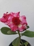 Muda Rosa do Deserto de semente com flor dobrada na cor Rosa Matizada