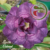 Muda Rosa do Deserto de enxerto com flor tripla na cor Roxa - CABERNET