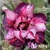 Muda Rosa do Deserto de enxerto com flor dobrada na cor matizada - EV138/21