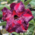 Muda Rosa do Deserto de enxerto com flor dobrada na cor Matizada - SANDY EV159/21