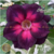 Muda Rosa do Deserto de enxerto com flor dobrada na cor Roxa Matizada - PINK LOVE EV173/21