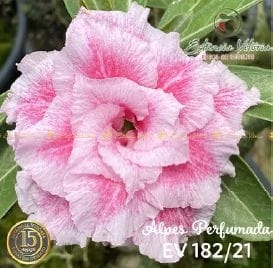 Muda Rosa do Deserto de enxerto com flor tripla na cor Rosa matizada -  ALPES PERFUMADA EV182/