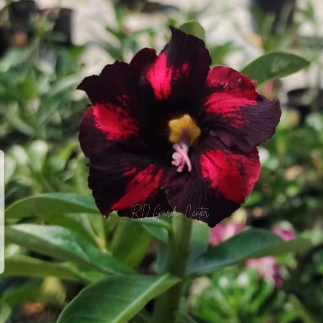 Muda Rosa do Deserto de enxerto com flor simples na cor Negra - VIÙVA NEGRA  EV29/21