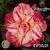 Muda Rosa do Deserto de enxerto com flor tripla na cor Matizada - EV30-21