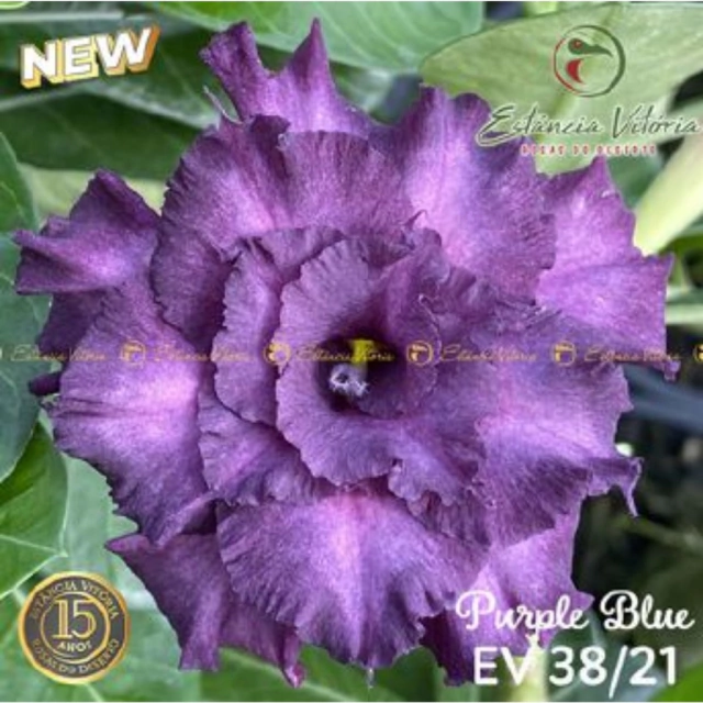 Muda Rosa do Deserto de enxerto com flor tripla na cor Roxa -PURPLE BLUE  EV38/21